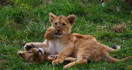 African Lion, panthera leo, Cub Playing