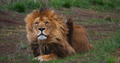 African Lion, panthera leo, Male with a nice Mane