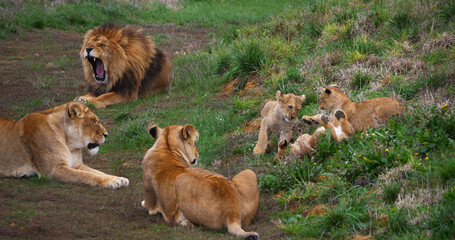 African Lion, panthera leo, Group with Male Female and Cub