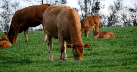 Naklejka na ściany i meble Limousin Domestic Cattle, Cows and Calves, Loire Countryside in France