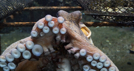 Common Octopus, octopus vulgaris, Adult showing Tentacles, Seawater Aquarium in France