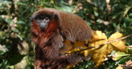 Red Titi Monkey, callicebus cupreus, Adult standing on Branch
