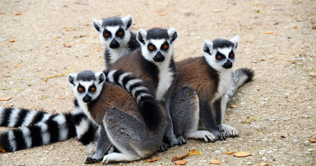 Ring Tailed Lemur, lemur catta. Group of Adults Looking around