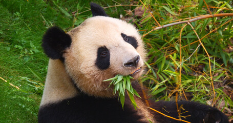 Giant Panda, ailuropoda melanoleuca, Adult eating Bamboo Leaves