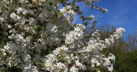 Blossoming Apple Tree Branches, Normandy in France