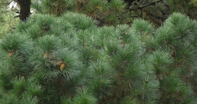 Branches of Maritime Pine, pinus pinaster, showing cones and needles on the tree, La Baule Escoublac in Loire in France
