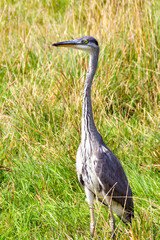 Heron standing in long grass in a public park near a coastal town. No people.