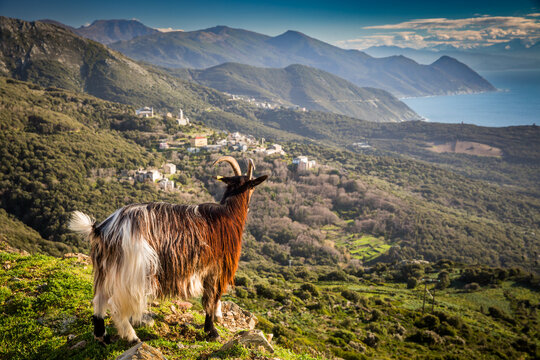 Goat with a background of Centuri village, Cape Corse peninsula, Corsica, France