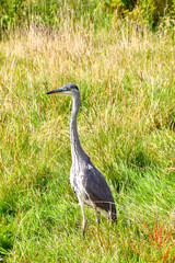 Heron standing in long grass in a public park near a coastal town. No people.