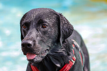 As farewell to outdoor swimming season, dogs were allowed in the Polderbad pool in NIeuwerkerk aan...