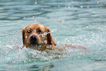 As farewell to outdoor swimming season, dogs were allowed in the Polderbad pool in NIeuwerkerk aan den IJssel to make a swimming party