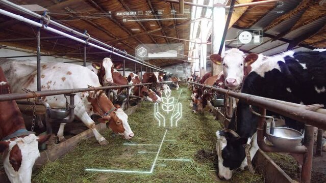 Digital visualization of farm daily routine. Cows in the shed eating. Agricultural enterprise. Ecology friendly milk production