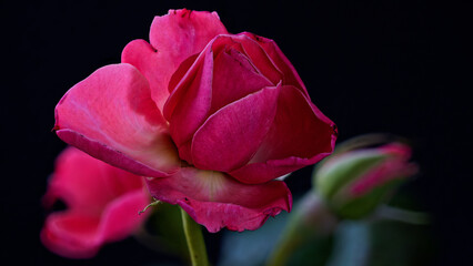 Fototapeta na wymiar A pink rose photographed with a macro lens.