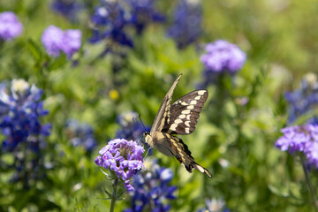 butterfly on lavender