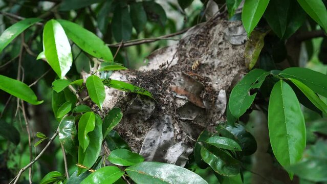 Ant nest of the species Polyrhachis laboriosa on a tree branch among dense green leaves