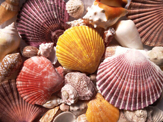 Background filled with colorful seashells. Collection of different shapes and colored shells.