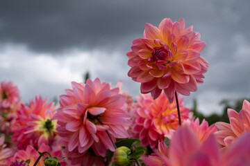 Stunning colourful dahlia flowers, photographed in a garden near St Albans, Hertfordshire, UK in late summer on a cloudy stormy day.