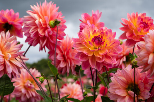 Stunning colourful dahlia flowers, photographed in a garden near St Albans, Hertfordshire, UK in late summer on a cloudy stormy day.