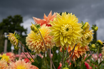 Stunning giant Mabel Ann dahlia flowers, photographed in a garden near St Albans, Hertfordshire, UK in late summer on a cloudy day.