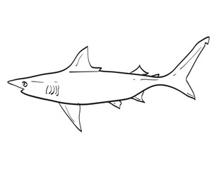 Drawing sketch style illustration of an Atlantic Blacktip Shark or Carcharhinus limbatus fish species native to New England and Mid Atlantic on isolated white background done in cartoon art style.
