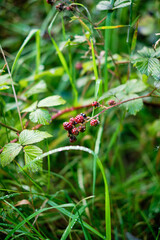 Green or unripe blackberry berries in wild garden