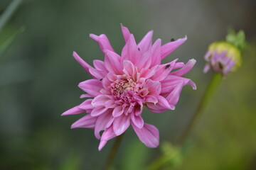 close up of a pink flower