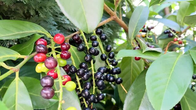 Colorful Bignay plant