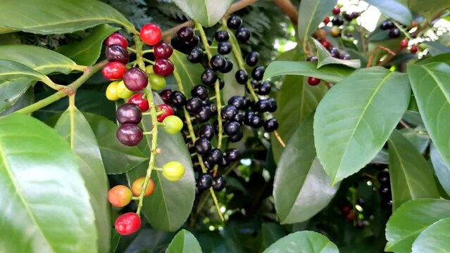Prunus laurocerasus, also known as cherry laurel, growing in the garden