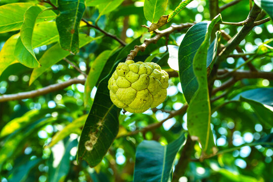 Sugar apple or soursop on the tree