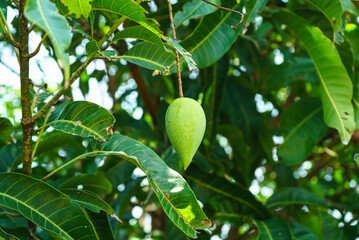 Alone green mango fruit hanging on a tree