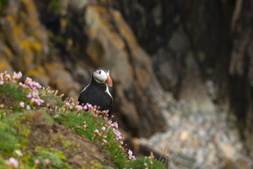 atlantic puffin or common puffin looking back