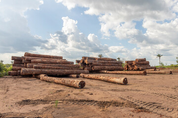 Sustainable Amazon logging: stockyard of native timber logs from managed forest area in brazilian Amazon region