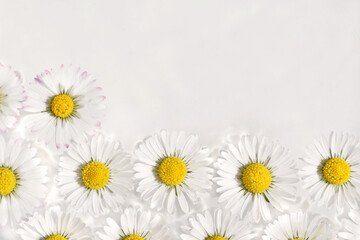 Daisy flowers floating on water surface, copy space for text