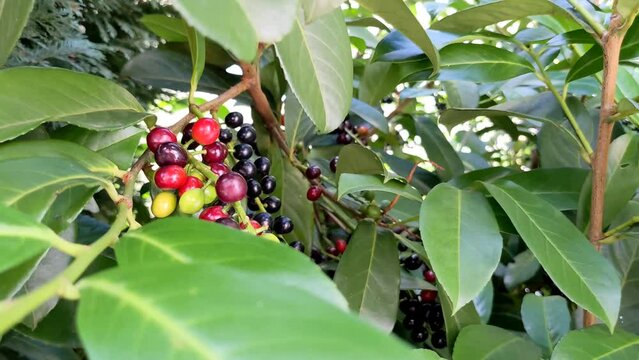 Cherry laurel, common laurel Prunus laurocerasus evergreen ornamental