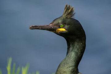 A shag on Staffa Island in Scotland.