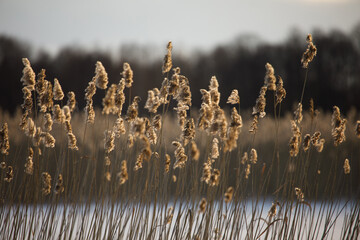 Reed around the lake in the winter evening