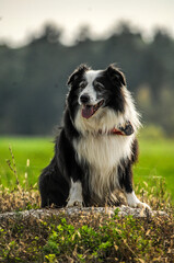 Border collies on a walk