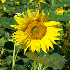 sunflower in the agricultural field