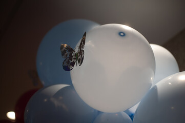 butterfly on a balloon