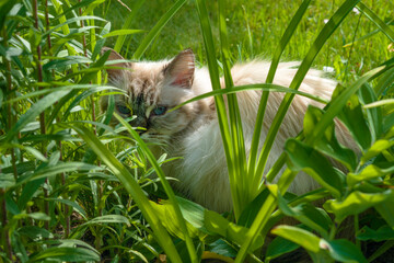 A fluffy cat cautiously peeks out from behind the grass.