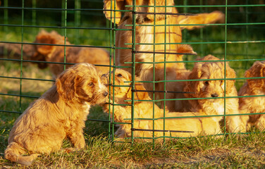 Cockapoo puppies in the pen