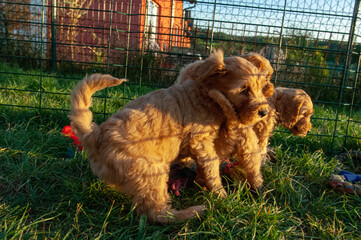 Cockapoo puppies in the pen