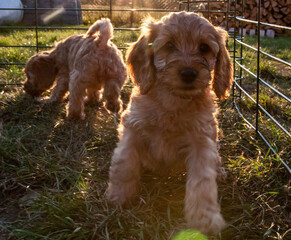 Cockapoo puppies in the pen
