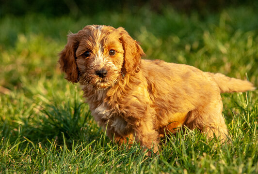 Cockapoo puppies in the pen