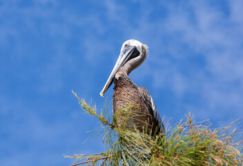 Caribbean Island Pelican On A Tree Top