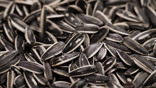 Appetizing roasted sunflower seeds falling in slow motion closeup with rotation