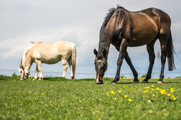 Obraz na płótnie Canvas horses at pasture on a summer day