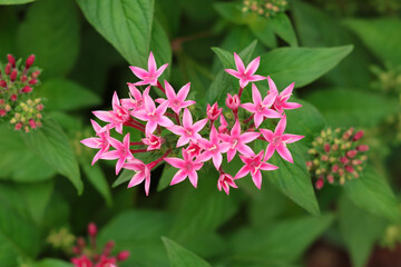 pink flowers in the garden