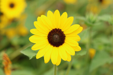 sunflower in the garden