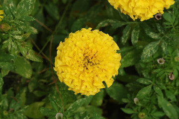 yellow flower in the garden